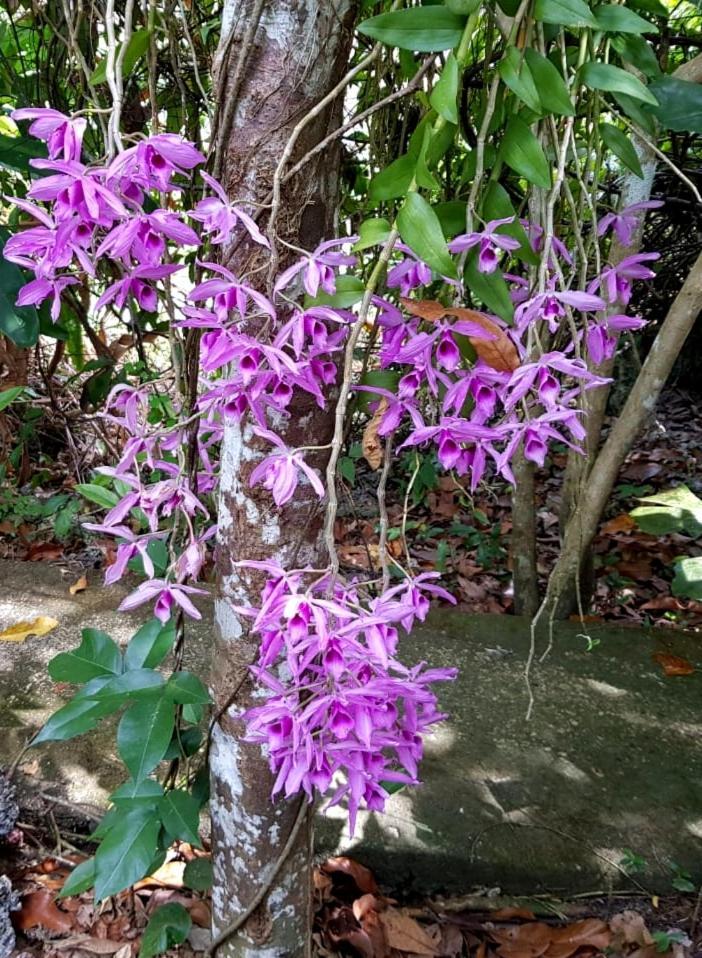 Kim'S Garden Villa Anda  Exterior photo